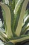 White-striped century plant