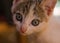 White, striped, kitten, close-up, focus, nose, curious, face, hair