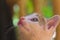 White, striped, kitten, close-up, focus, nose, mouth, face, hair