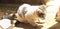 White striped kitten sitting in sunlight on floor, concrete, carpet, focus, playful