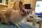 White striped live rabbit siiting in bed