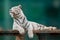 White striped tiger resting, blurred background