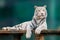 White striped tiger resting, blurred background