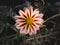 White Stripted Red Gazania Blooming