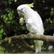 White sulphur crested cockatoo cacatua bird