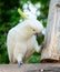 White sulphur-crested cockatoo, Cacatua galerita