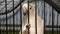 White sulphur crested cockatoo in cage close up