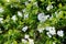 White, summer flowers seen on a bush in a private garden.