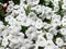 White Summer Petunias in July