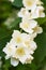 White Summer Philadelphus Flower on a Tree with Short Depth of Field