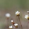 White summerflower Saxifrage closeup