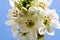 White sun star flowers, Ornithogalum