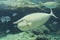 White surgeonfish Acanthurus lineatus in aquarium