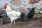 White Sussex rooster and black chicken.