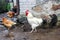 White Sussex rooster and color  chicken.