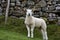 White Swaledale Lamb in a Field in the Yorkshire Dales