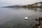 The white swam on Lake Geneva in Montreux at switzerland