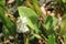 white swamp flowers in marsh