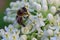 White Swamp milkweed Asclepias incarnata Ice Ballet, close-up white flowers and honeybee