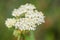 White Swamp milkweed Asclepias incarnata Ice Ballet, white flowers