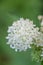 White Swamp milkweed Asclepias incarnata Ice Ballet, white flowers