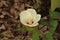 White Swamp Rose Mallow Flower Beginning to Bloom