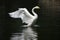 White swan