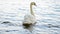 White swan alone swimming on lake