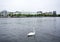 White swan on Alster lake, Hamburg