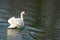 White Swan Anatidae Cygnus Anserinae river Switzerland