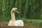 White swan animal shelter ecology environment space with green foliage blurred scenery background view in rainy moody spring