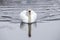 White swan aproaching in a lake