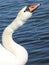 White swan on the background of blue water. Waterfowl.