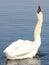 White swan on the background of blue water. Waterfowl.