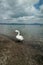 White swan on the beach among people on Lake Bracciano in Italy