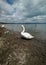 White swan on the beach among people on Lake Bracciano in Italy