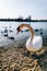 White swan on the beach in sunny day. Flock of wild ducks on the background
