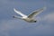 White swan bird on the lake. Swans in the water. Water life and wildlife. Nature photography