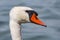 White swan bird on the lake. Swans in the water. Water life and wildlife. Nature photography