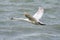 White swan bird on the lake. Swans in the water. Water life and wildlife. Nature photography