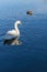 White swan bird swimming on a quiet blue lake