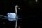 A white swan on a black background