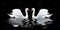 White swan on a black background