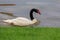White swan with a black neck floats in a pond