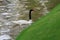 White swan with a black neck floats in a pond