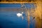 White Swan on a Blue Pond