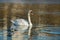 White swan on blue pond