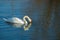 White swan on blue pond