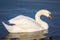 White swan on calm water surface