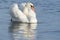 A white swan calmly floating on the water